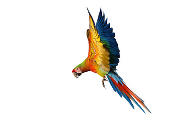 Colorful flying Shamrock Macaw parrot isolated on transparent background png file