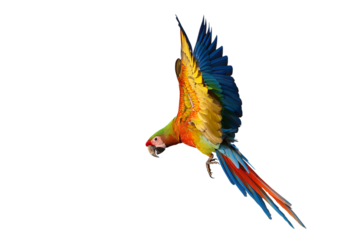 Colorful flying Shamrock Macaw parrot isolated on transparent background png file