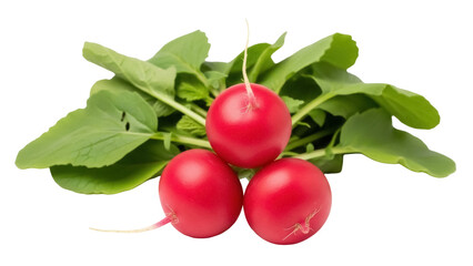 Isolated red radishes with green tops arranged against a plain backdrop for creative use