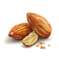 Almond, watercolor clipart vector, isolated on a white background.