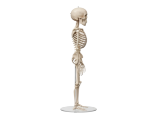 Isolated human skeleton anatomy model, side view, educational medical study aid, bones, skull