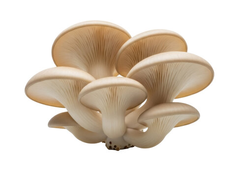 Isolated oyster mushrooms on clean backdrop, culinary ingredient for vegan cuisine, fungi