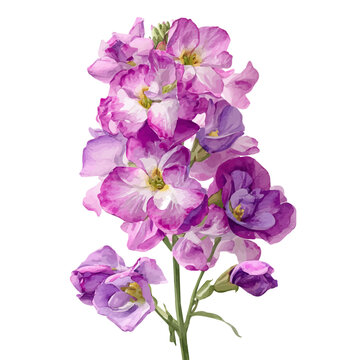 watercolor of Matthiola Stock, vector, isolated on a white background.