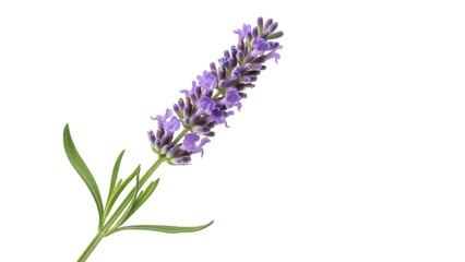 Naklejka premium Isolated lavender flower with green leaves on a stem, fresh herb or ingredient, aroma