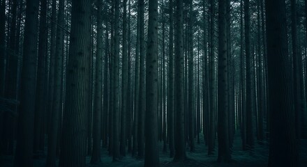 Dark dense forest with tall pine trees and moody lighting image