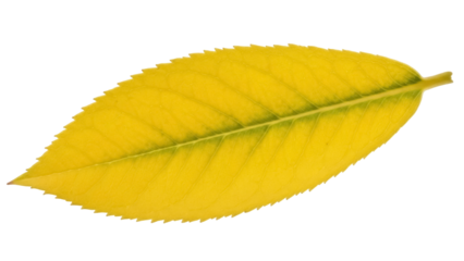 Isolated yellow leaf with serrated edges turning brown in autumn on neutral background