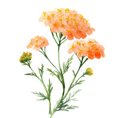 Achillea, watercolor clipart vector, isolated on a white background. © F-ART
