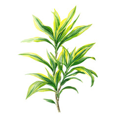 Fototapeta premium Lemon Lime Dracaena, watercolor drawing vector, isolated on a white background.