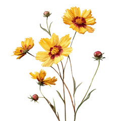 Coreopsis, watercolor illustration vector, isolated on a white background.