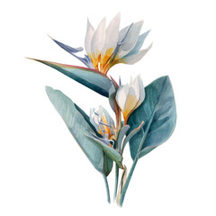 Giant White Bird Of Paradise, watercolor vector, isolated on a white background.
