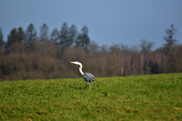 taking off grey heron