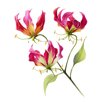 watercolor vector of Gloriosa Lily, isolated on a white background.