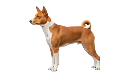Isolated portrait of Basenji dog standing looking left outdoors in daytime, canine friend pet