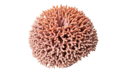 Isolated Coral Reef with Unique Structures and Patterns, a Natural Marine Ecosystem Element