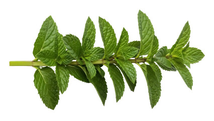 Isolated spearmint sprig, fresh herb with bright green leaves for cooking or garnish purposes