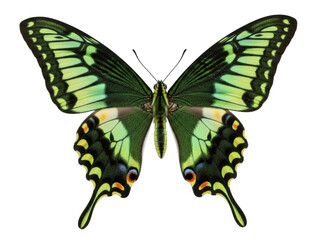 Isolated swallowtail butterfly with open wings, lime green and emerald shades, colorful details