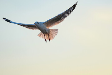 Seagulls live in the wild in Thailand.