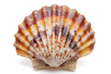 Scallop Shell with Vibrant Orange, White, and Brown Colors on Plain Background