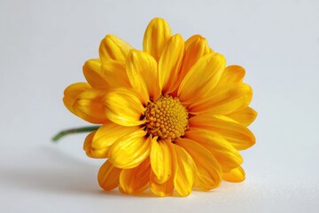 Vibrant Yellow Flower Close-up Photography