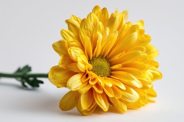 Vibrant Yellow Chrysanthemum Flower Closeup