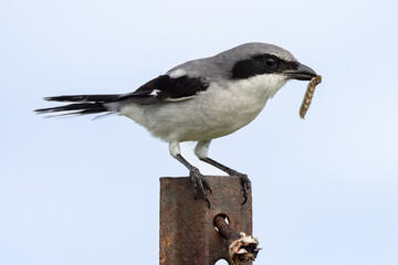 Insect eating bird with a caterpillar catch