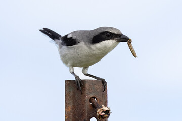 Insect eating bird with a caterpillar catch