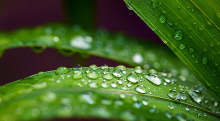 Naklejka premium Macro image of water droplets on green palm leaves, close-up of rainy season drops rainwater on the green palm leaf