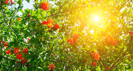 Blooming Pomegranate Branches in Bright Summer Sunlight
