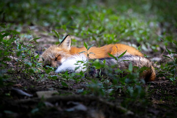 Obraz premium A close-up of a fox at Zao Zoo in Miyagi Prefecture, Japan