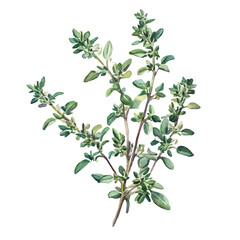 Naklejka premium Watercolor_style_painting_of_a_garden_thyme_plant_Attractive Minimalist illustration, A clipart flat 2D icon, simple illustration with EPS format design