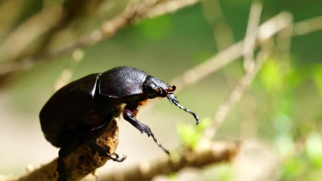 Female rhinoceros beetles, Hornless Female rhinoceros beetles Insects sitting on a branch, close-up, macro