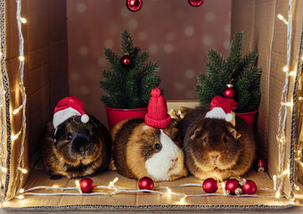Three cute guinea pigs Cavia porcellus on a Christmas background, wearing Santa hats. Festive bokeh background, indoor studio shot. Pets as a present, inside a cardboard box.
