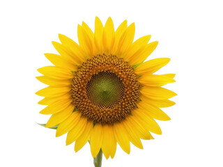 Fototapeta premium Isolated sunflower blossom, vivid yellow petals and textured center, vibrant floral beauty