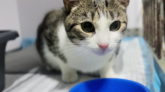 Homeless cat at an animal shelter. A cat in a cage with a bowl of food.