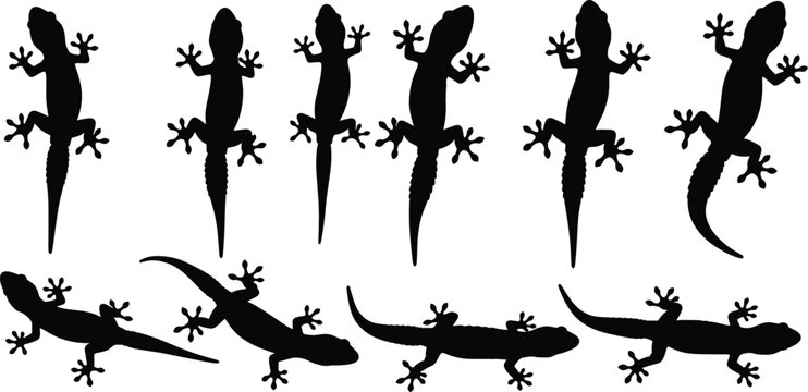 Gecko lizard silhouette collection with climbing and crawling poses flat vector illustration set isolated on white background for wildlife design
