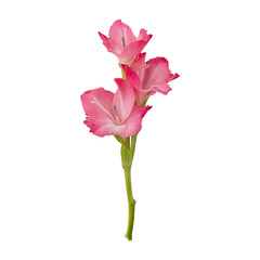 Beautiful pink gladiolus flower stem isolated on transparent background