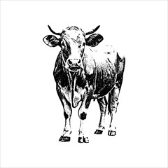 Standing cow vintage illustration