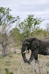 Fototapeta premium Large african elephant with tusks walking through savanna in national park safari, wildlife conservation and tourism concept.