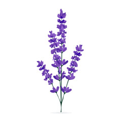 Obraz premium 2D_icon_lavender_sprig_isolated_on_a_white_Vector, eps, flat design, animation design, simple flat 2D icon, minimalist design, clipart, illustration. 
