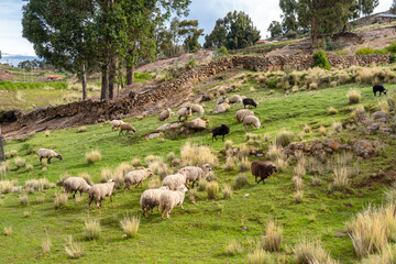 Sheep grazing on Taquile Island, Lake Titicaca, Peru