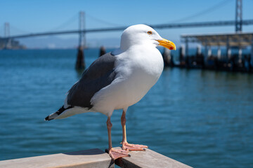 Seagull resting on a wooden railing with Oakland Bay Bridge behind