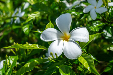 Frangipani Flower on Tahaa Island, French Polynesia