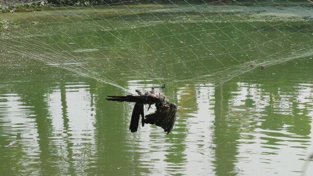 dead bird trapped by a fishing net along the side of a fish pond. 
