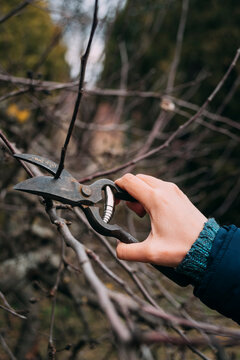 Close-up of a person's hand using pruning shears to trim a bare tree branch in autumn