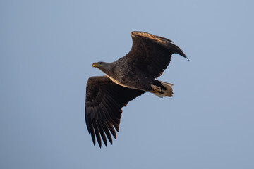 White tailed eagle