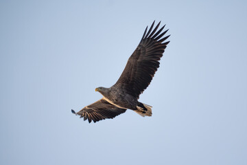 Obraz premium White tailed eagle