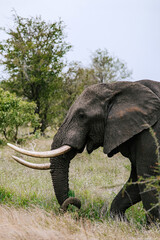 Elephant with long tusks grazing on grass in african savannah. Wildlife conservation and majestic...