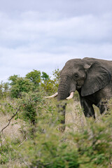 Fototapeta premium Elephant standing in the bush. Wild animal in natural habitat. African wildlife photography for nature conservation and safari tourism.