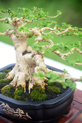 Bonsai tree in details and close up
