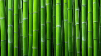 Fototapeta premium Tall bamboo stalks rise in harmonious columns, showcasing their rich green hues. The arrangement evokes a sense of peace and connection with nature in a serene environment